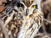 Piercing Gaze in the Winter Thicket