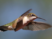 Hummingbird in Motion