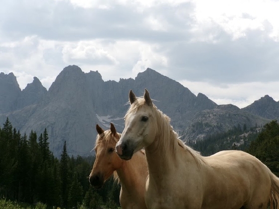 Bridger-Teton National Forest