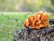 Great Smoky Mountains National Park Tennessee