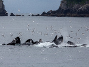 Kenai Fjords National Park