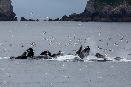 Kenai Fjords National Park