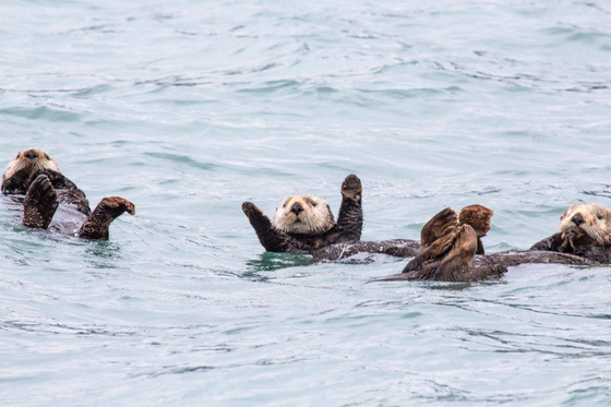 Kenai Fjords National Park