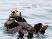 Kenai Fjords National Park