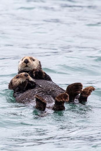 Kenai Fjords National Park