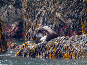Kenai Fjords National Park