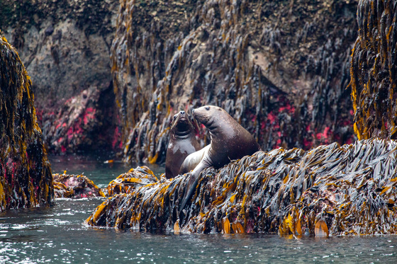 Kenai Fjords National Park