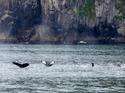 Kenai Fjords National Park