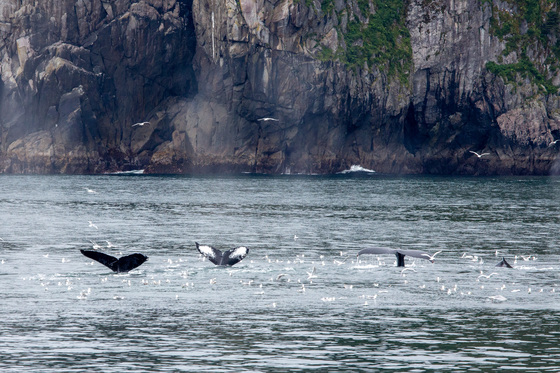Kenai Fjords National Park