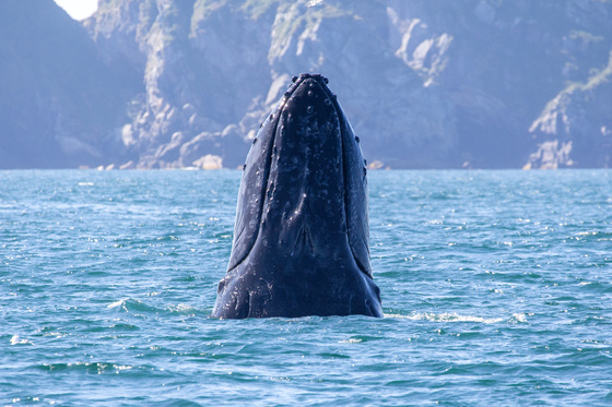 Kenai Fjords National Park