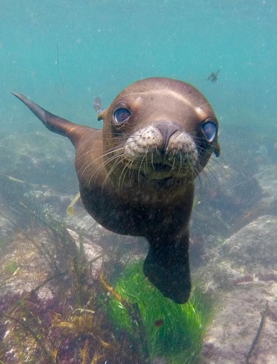 Matlahuayl State Marine Reserve