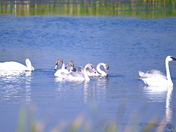 Cygnets On The Marsh