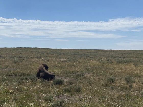 Yellowstone National Park