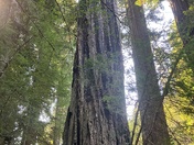 Headwaters Forest Reserve