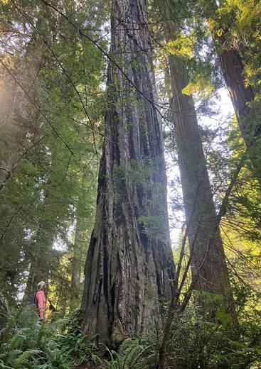 Headwaters Forest Reserve