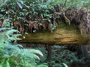 Headwaters Forest Preserve