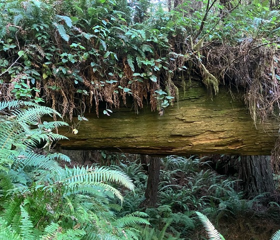 Headwaters Forest Preserve