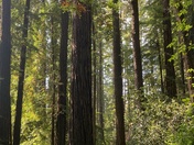 Headwaters Forest Preserve