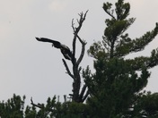 Superior National Forest