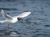 Bonaparte's Gull