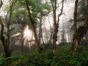 Olympic National Park