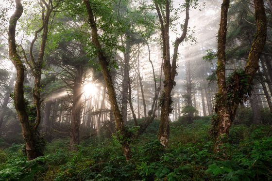 Olympic National Park