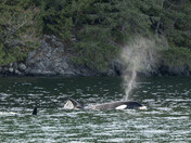 Orca Spouting
