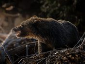 Grizzly Bears at Tweedsmuir’s Atnarko river
