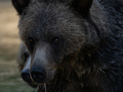 Grizzly Bears at Tweedsmuir’s Atnarko river