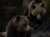 Grizzly Bears at Tweedsmuir’s Atnarko river