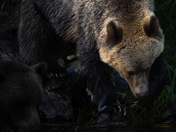 Grizzly Bears at Tweedsmuir’s Atnarko river