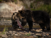 Grizzly Bears at Tweedsmuir’s Atnarko river