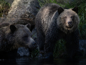 Grizzly Bears at Tweedsmuir’s Atnarko river