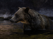 Grizzly Bears at Tweedsmuir’s Atnarko river