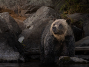 Grizzly Bears at Tweedsmuir’s Atnarko river