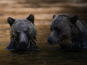 Grizzly Bears at Tweedsmuir’s Atnarko river