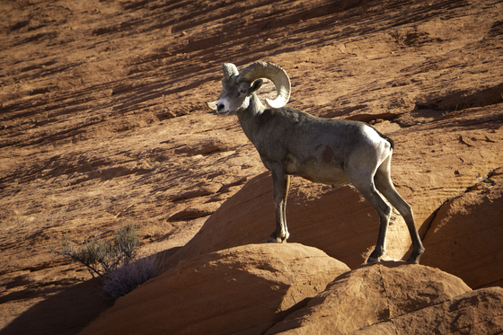 Zion National Park