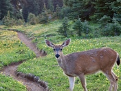 Olympic National Park