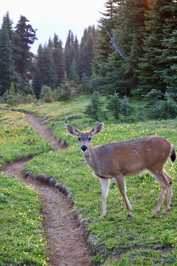 Olympic National Park