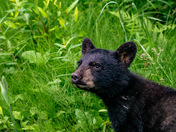 Bear Cub in Whistler, British Columbia