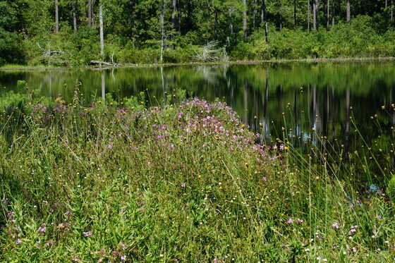 Carolina Sandhills National Wildlife Refuge