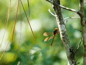 Carolina Sandhills National Wildlife Refuge