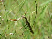 Carolina Sandhills National Wildlife Refuge