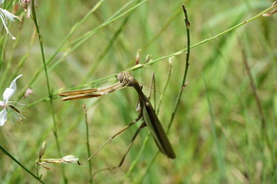 Carolina Sandhills National Wildlife Refuge