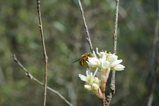 Carolina Sandhills National wildlife refuge