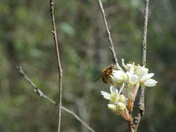 Carolina Sandhills National wildlife refuge