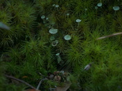Carolina Sandhills National Wildlife Refuge
