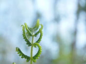 Carolina Sandhills National Wildlife Refuge