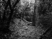 Nantahala National Forest