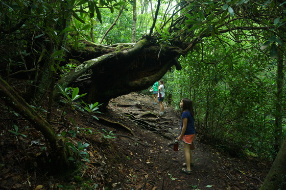 Nantahala National Forest